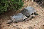 galapagos giant tortoises