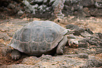 galapagos giant tortoise