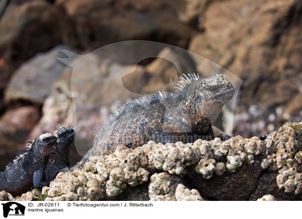 marine iguanas / JR-02611