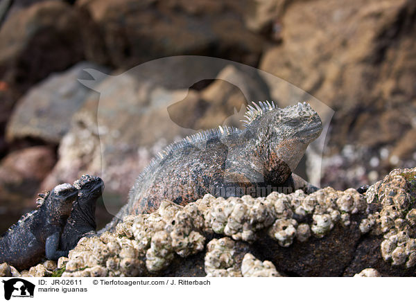 Meerechsen / marine iguanas / JR-02611