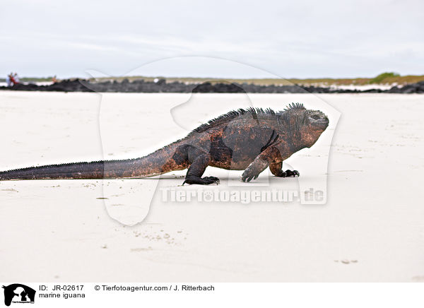 marine iguana / JR-02617