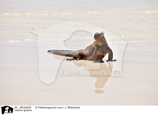 Meerechse / marine iguana / JR-02625