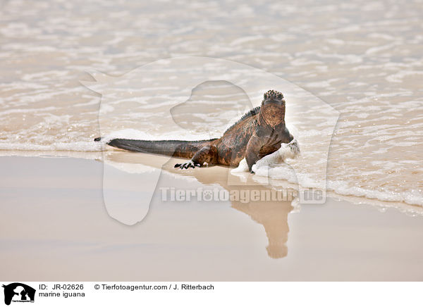 marine iguana / JR-02626