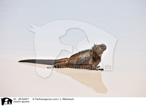 marine iguana / JR-02627