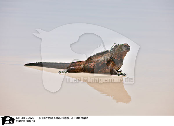 marine iguana / JR-02628
