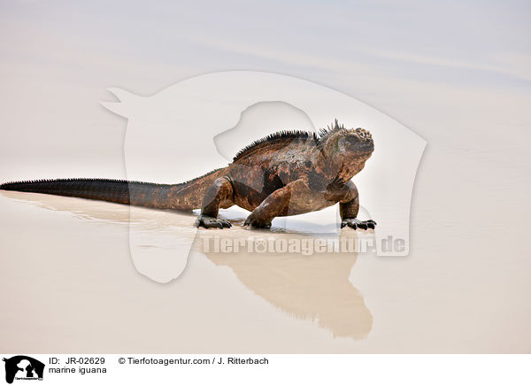 Meerechse / marine iguana / JR-02629