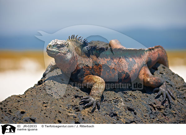 Meerechse / marine iguana / JR-02633