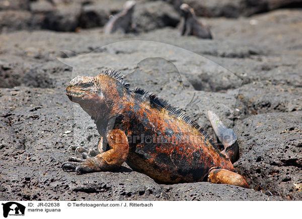 marine iguana / JR-02638