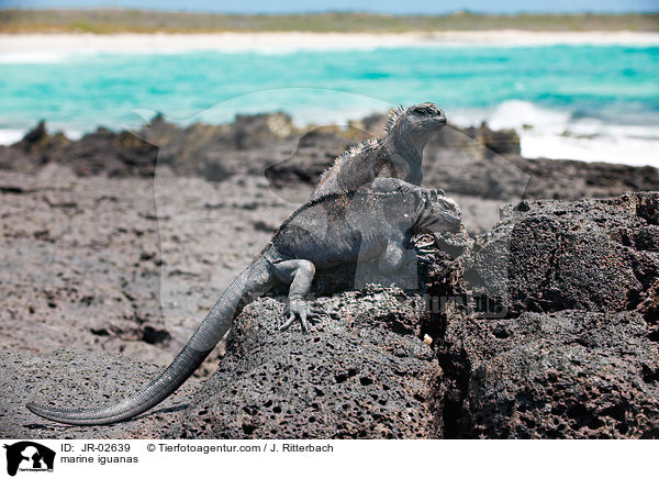 marine iguanas / JR-02639