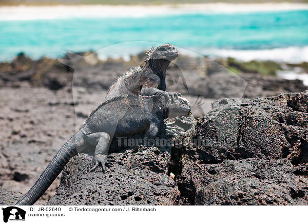 Meerechsen / marine iguanas / JR-02640