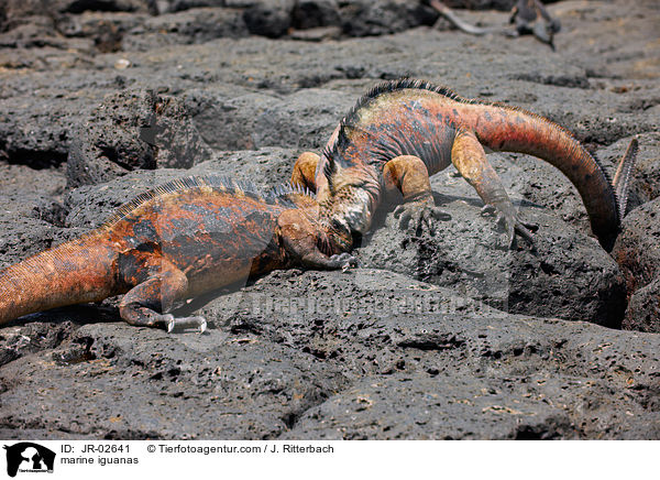 marine iguanas / JR-02641