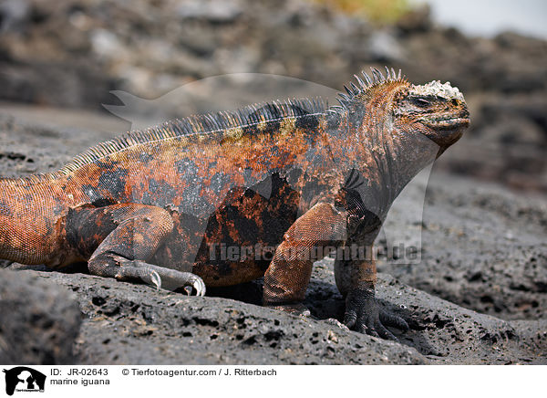 Meerechse / marine iguana / JR-02643