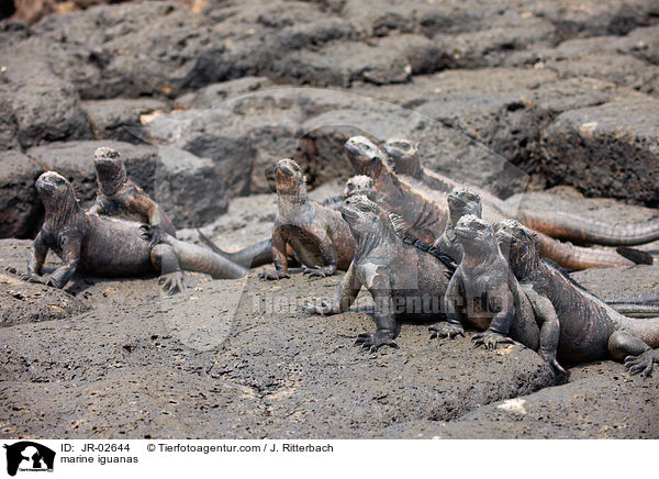 marine iguanas / JR-02644