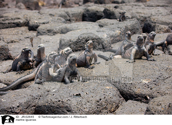 Meerechsen / marine iguanas / JR-02645