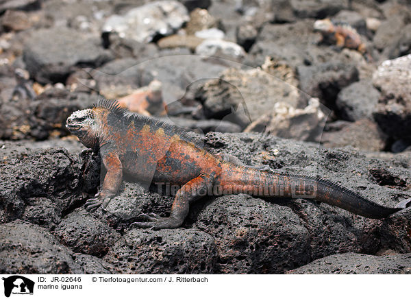 Meerechse / marine iguana / JR-02646