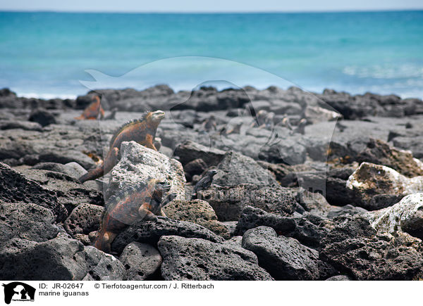 marine iguanas / JR-02647