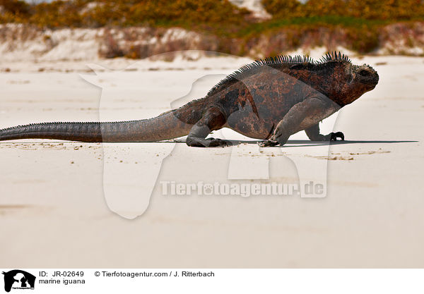 Meerechse / marine iguana / JR-02649