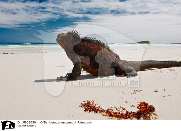 Meerechse / marine iguana / JR-02650