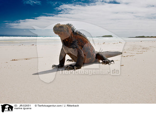 Meerechse / marine iguana / JR-02651