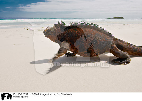Meerechse / marine iguana / JR-02652