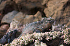 marine iguanas