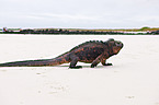 marine iguana