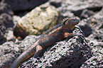 marine iguana