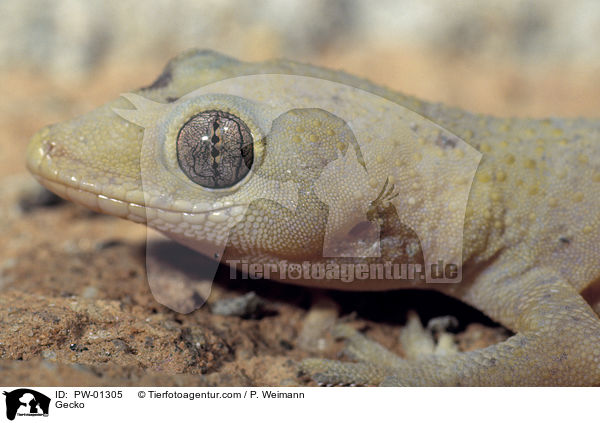 Gecko / Gecko / PW-01305