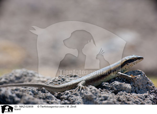 Gecko / lizard / MAZ-02808