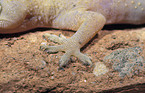 Gecko