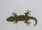 Gecko on the wall