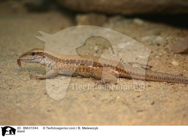 lizard / BM-01044