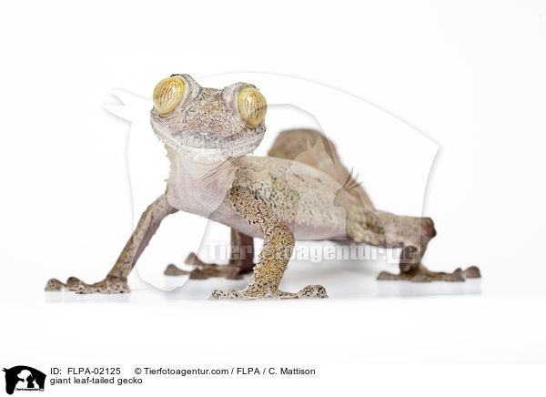 Riesen-Plattschwanzgecko / giant leaf-tailed gecko / FLPA-02125