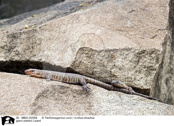 giant plated Lizard / MBS-20566