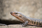 giant plated Lizard