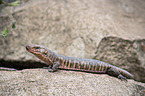 giant plated Lizard