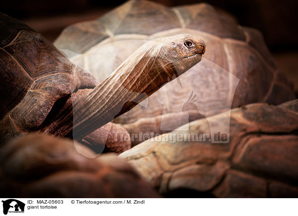 Riesenschildkrte / giant tortoise / MAZ-05603