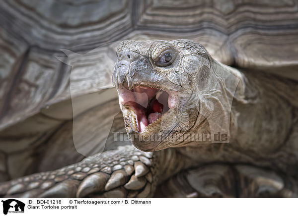Riesenschildkrte Portrait / Giant Tortoise portrait / BDI-01218