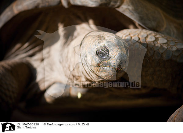 Riesenschildkrte / Giant Tortoise / MAZ-05928