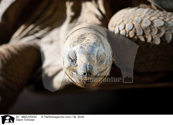 Giant Tortoise / MAZ-05930