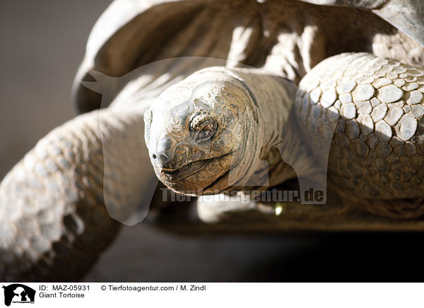 Giant Tortoise / MAZ-05931