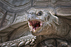 Giant Tortoise portrait