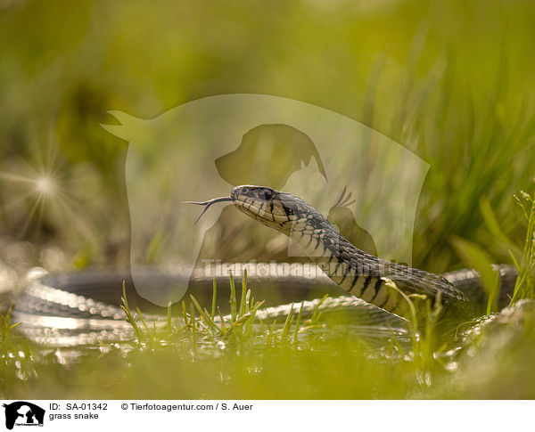 grass snake / SA-01342