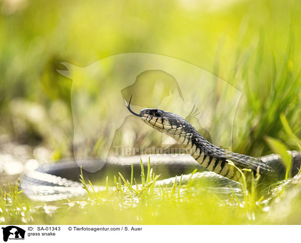 grass snake / SA-01343