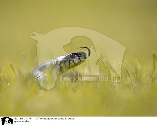 Barrenringelnatter / grass snake / SA-01476