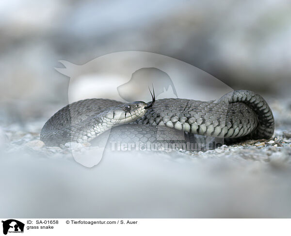 Barrenringelnatter / grass snake / SA-01658