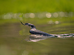 grass snake