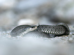 grass snake