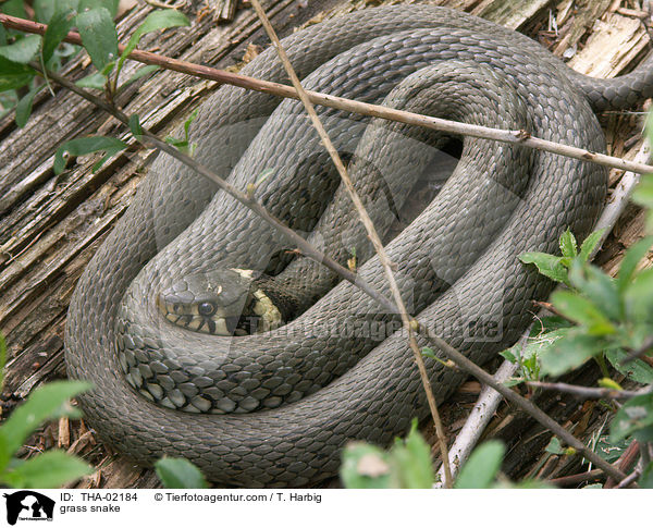 grass snake / THA-02184