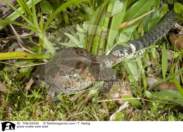 Ringelnatter frisst Krte / grass snake eats toad / THA-02436